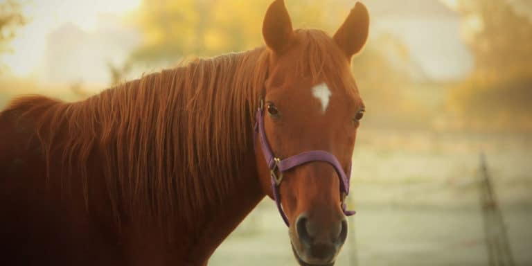 O cavalo de corrida aposentado: puro-sangue no mundo ocidental