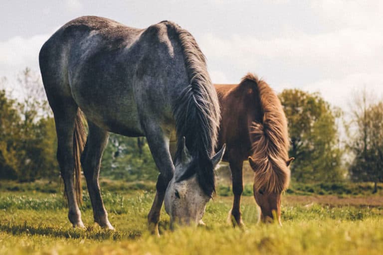 Compreender a linguagem dos cavalos