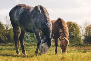 Seu cavalo está feliz?