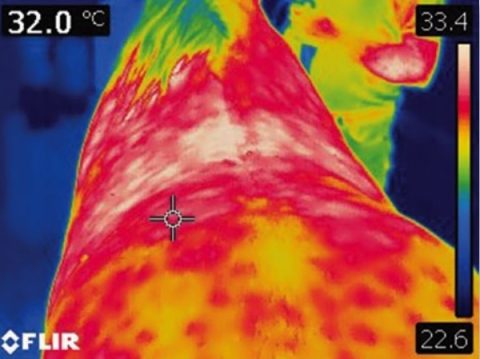 Termografia como método diagnóstico na medicina equina