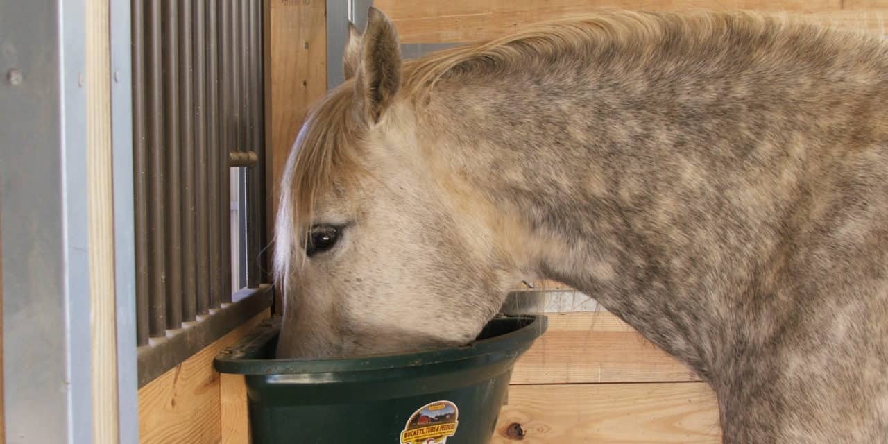 Você se preocupa com o que e como seu cavalo come?
