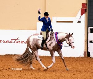 Expositores da Paint ganham mais de U$ 1 milhão no APHA World Show 2019