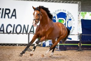 Mais de 100 cavalos estão confirmados para a Exposição do Cavalo BH