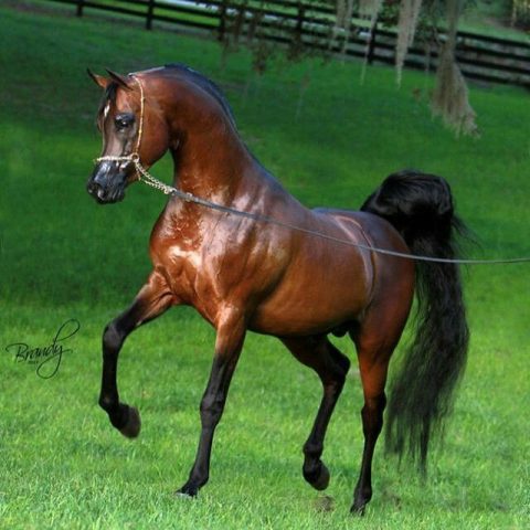 Conheça as diferentes linhagens do cavalo Árabe
