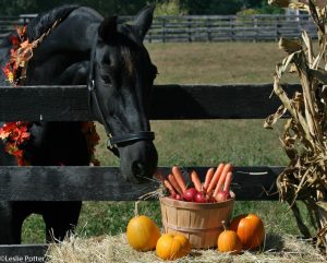 Cavalos podem comer abóboras?