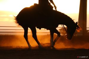 NRHA Pro Trainer fala sobre o mercado de cavalos da ‘aberta’