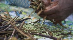 ‘Seguindo a Comida’ estreia no Brasil
