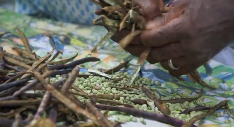 ‘Seguindo a Comida’ estreia no Brasil