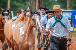 Confira o balanço dos últimos eventos da raça Crioula