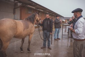 Técnico brasileiro registra 1ª revisão e confirmação da raça Crioula na Itália