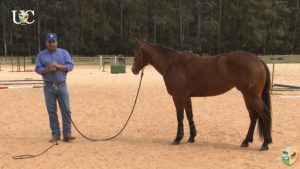 Exercícios de chão para cavalo de tambor