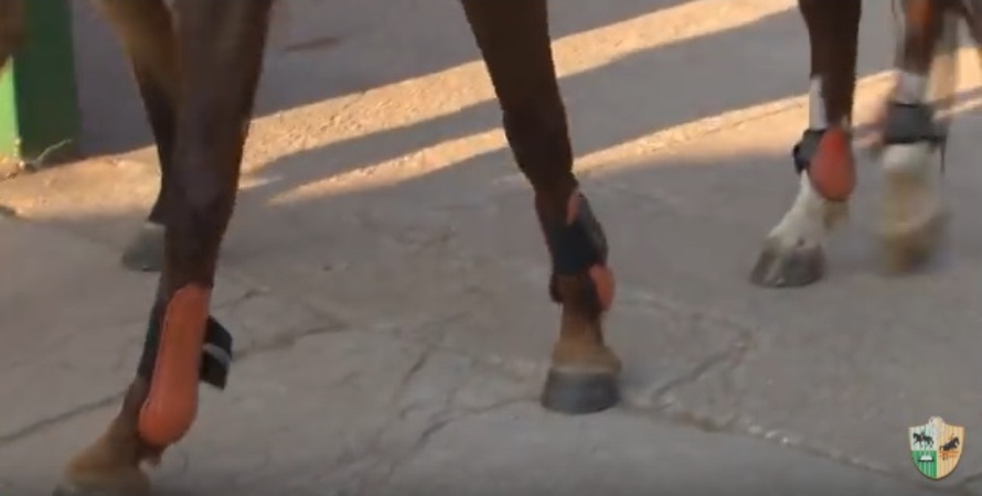 Proteja as patas do seu cavalo