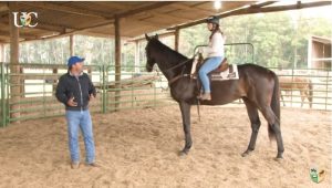 TV UC – Devo treinar mais o lado ‘ruim’ do meu cavalo?