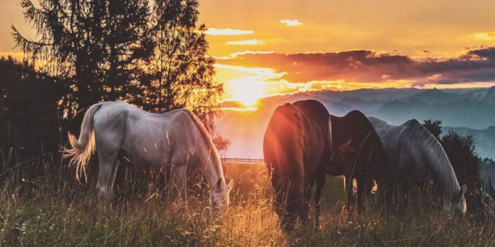 8 citações sobre cavalos que serão sua inspiração diária