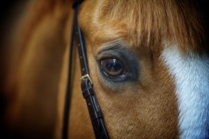 A visão do cavalo