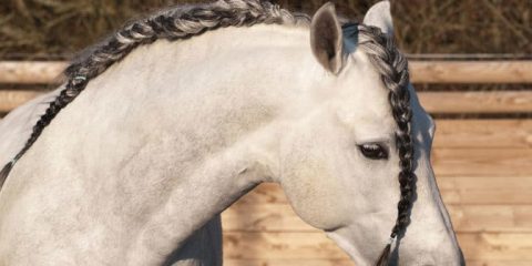 Lindas tranças para você fazer na crina do seu cavalo