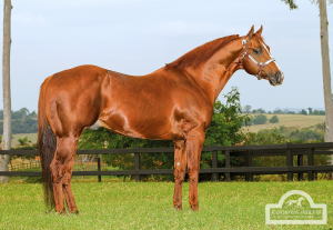 Designer Red tem produção comprovada aqui e no exterior