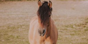 5 coisas que o seu cavalo não gosta