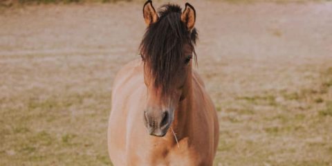 5 coisas que o seu cavalo não gosta