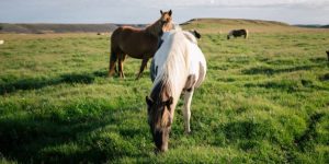Veja 10 dicas para a criação natural de cavalos