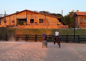 O desafio de treinar animais para amadores
