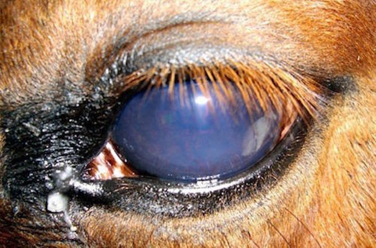 Também conhecida como ‘Cegueira da Lua’, a Uveíte Recorrente Equina é uma enfermidade muito frequente em cavalos
