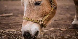 Por que o seu cavalo está abaixo do peso?