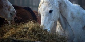 Melhor corte para feno de cavalo: 1º, 2º ou 3º?