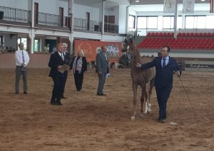 Mais de 200 criadores participam dos eventos do cavalo Árabe em Indaiatuba