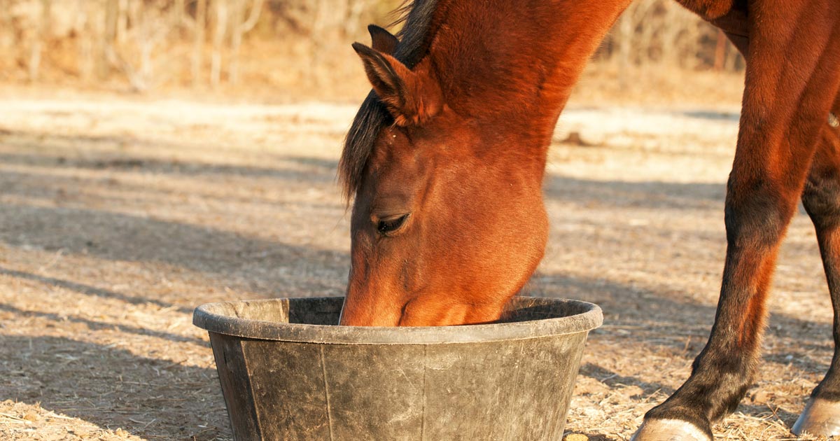 A prática alimentar dos cavalos deve adaptar-se aos conhecimentos da nutrição equina