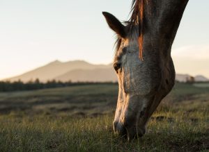 Hábito alimentares dos equinos e nutrição