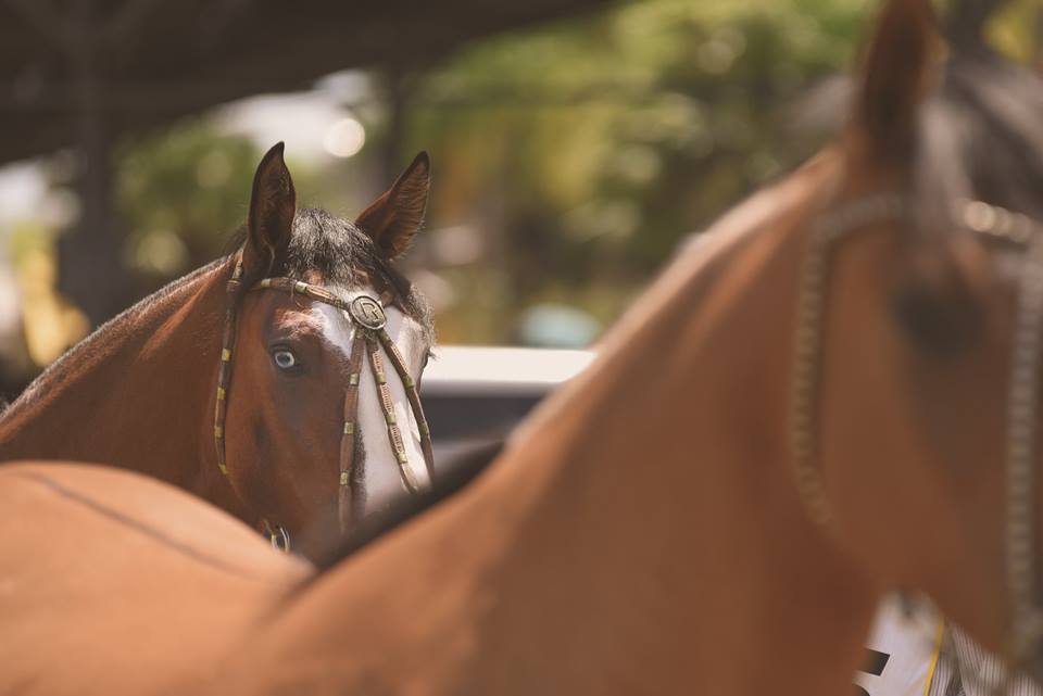 Mancha Crioula valoriza a qualidade do cavalo crioulo com pelagem manchada