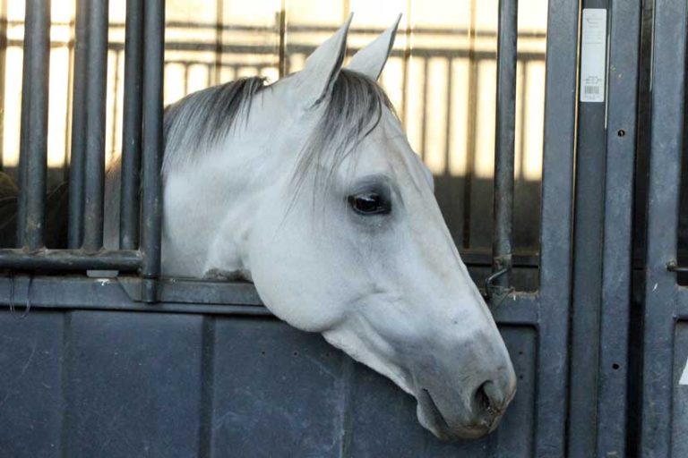 Égua brasileira é destaque no site da AQHA