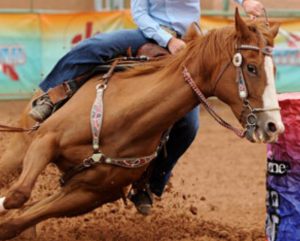 Você sabia que cavalos não podem respirar com a boca aberta?