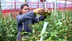 Censo Agropecuário mostra maior participação das mulheres na atividade rural