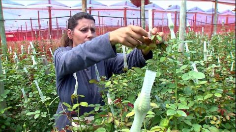Censo Agropecuário mostra maior participação das mulheres na atividade rural
