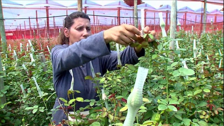 Censo Agropecuário mostra maior participação das mulheres na atividade rural