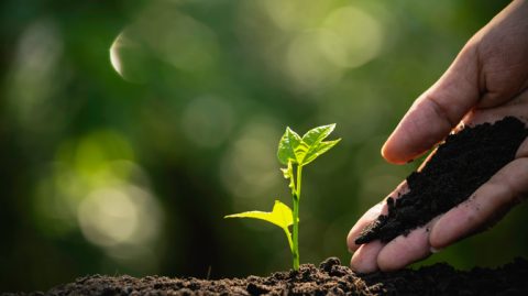 Investidores apostam em futuro sustentável para agricultura