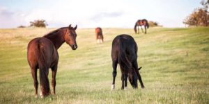 20 maneiras de ser grato ao seu cavalo