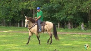 Cavalo leve de boca: confira esses exercícios!