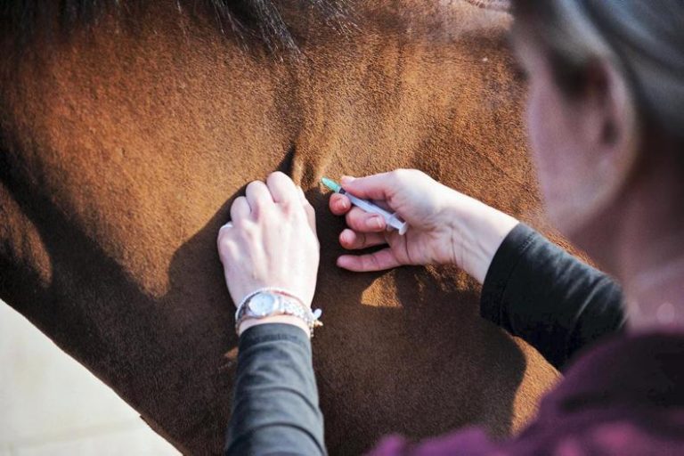 Vacinação é a melhor maneira de proteger criatório da Encefalomielite Equina