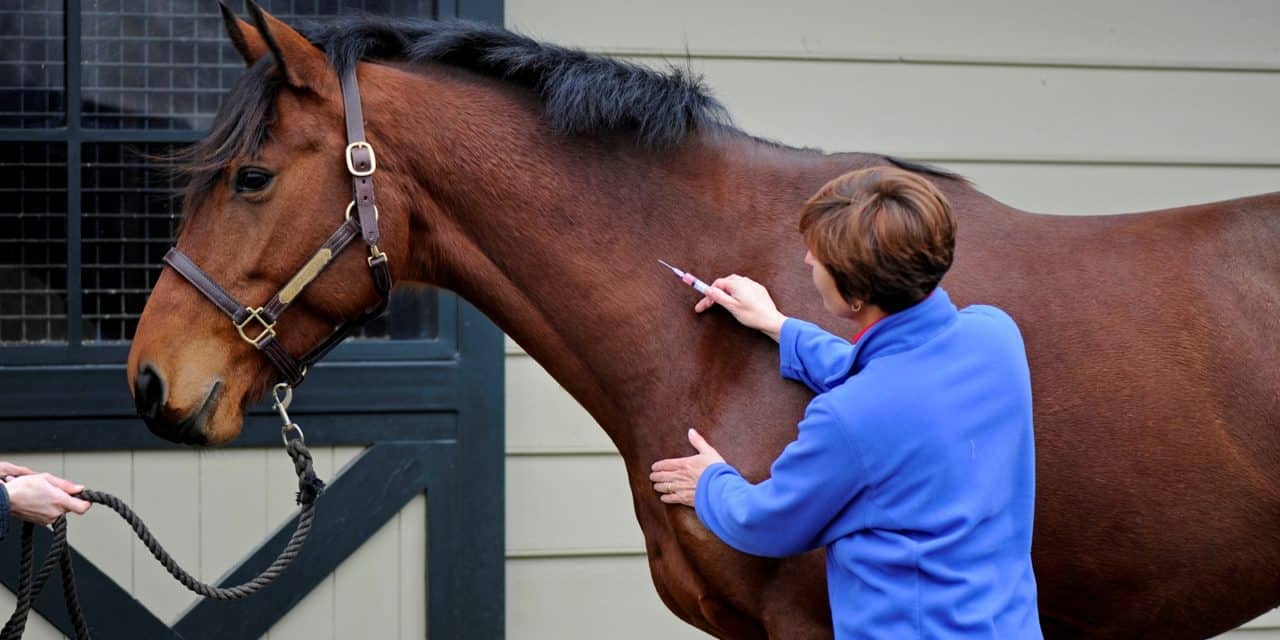 A importância de vacinar seu cavalo