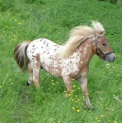 Preços baixos em Cavalo em Miniatura Cavalo frente única headcollars