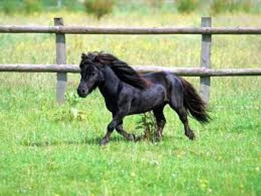 Preços baixos em Cavalo em Miniatura Cavalo frente única headcollars