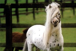 Falabella é uma rara raça argentina de cavalo miniatura