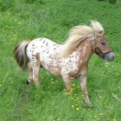 Falabella é uma rara raça argentina de cavalo Miniatura