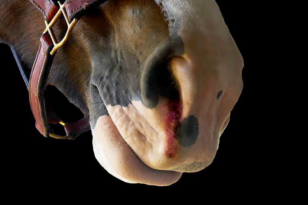 Hemorragia Pulmonar em cavalos é mais comum do que você pensa