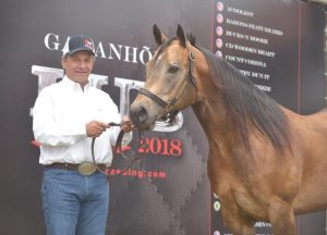 Entrevista: Luciano Beretta fala da sua história no meio dos cavalos