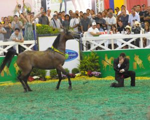 Após acidente, apresentador de cavalos supera limitações para seguir na profissão