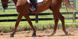 Questões históricas para se montar pelo lado esquerdo do cavalo